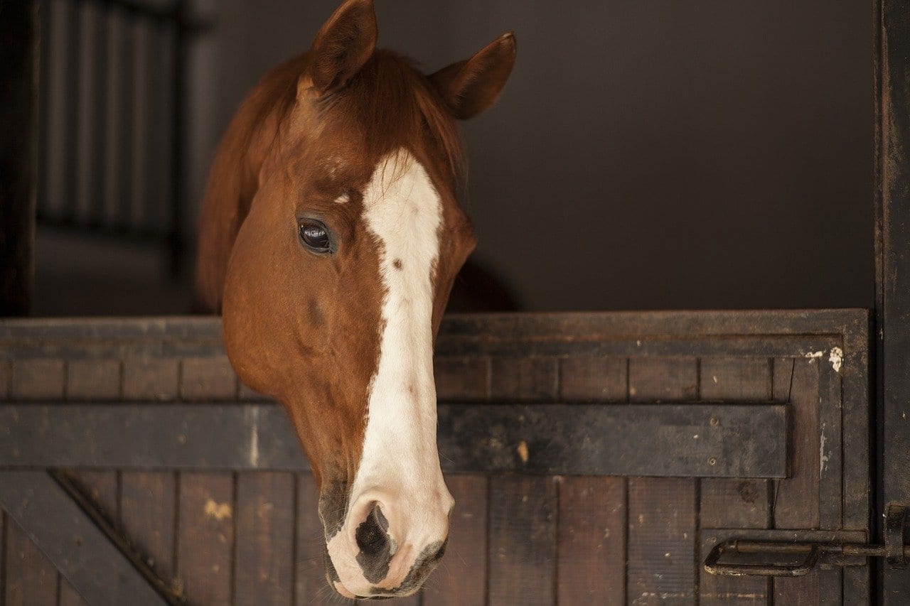 Your Horse Barn